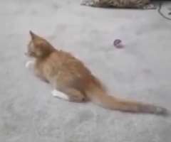 He has also adopted a cat whom he named Ed He has also adopted a cat whom he named Ed.